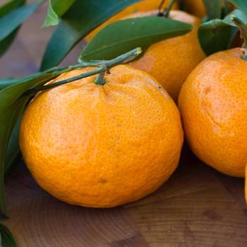 Citrus reticulata 'Brown Select' 