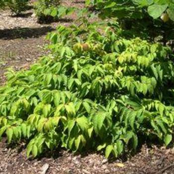 Viburnum plicatum f. tomentosum 'Weeping Magic' 