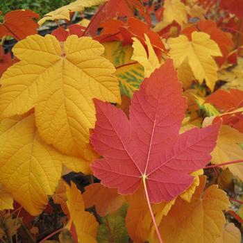 Acer pseudoplatanus 'Tunpetti' 