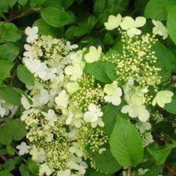 Viburnum plicatum f. tomentosum 'Magic Puff' 