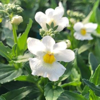 Nemesia 'Honey® Wine' 