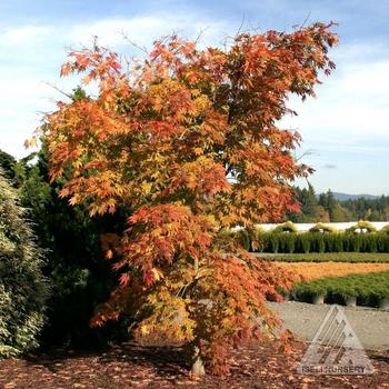 Acer x pseudosieboldianum 'Arctic Jade®' 