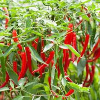 Capsicum annuum 'Longhorn' 