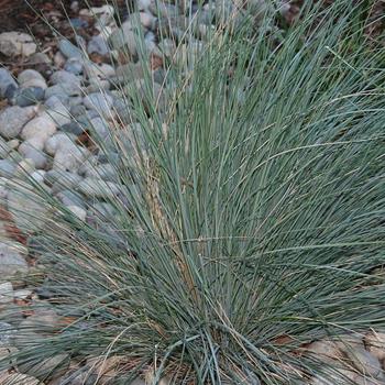 Festuca californica