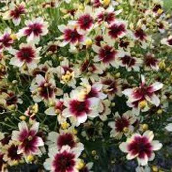 Coreopsis 'Peach Sparkle' 