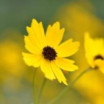 Coreopsis palustris 'Summer Sunshine' 