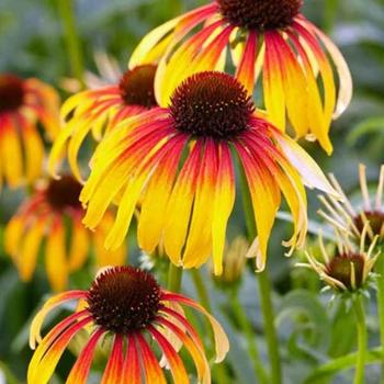 Echinacea purpurea 'Fiery Meadow Mama™' 