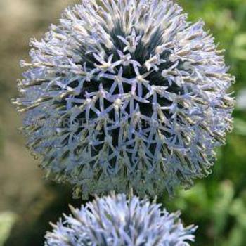 Echinops gmelinii 'Snow King' 