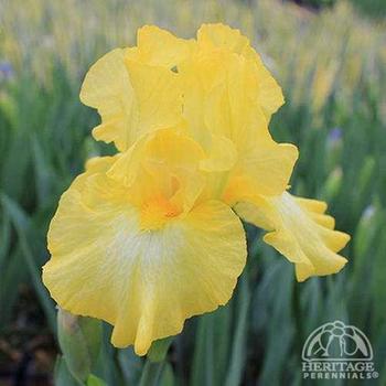 Iris germanica 'Limonada' 