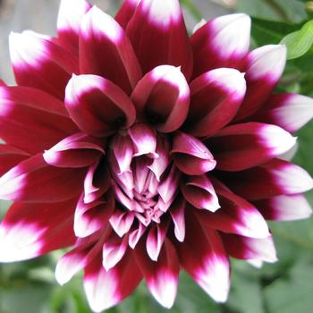 Dahlia 'Mystery Day' 