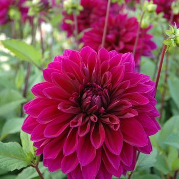 Dahlia 'Thomas Edison' 