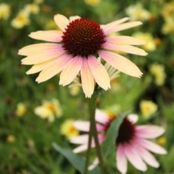 Echinacea 'Evening Glow' PP24801