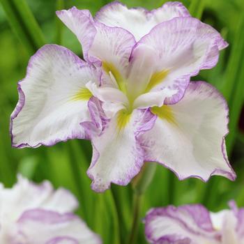 Iris ensata 'Lady in Waiting' 