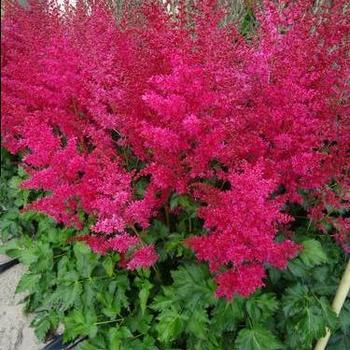 Astilbe x arendsii 'Heavy Metal' 