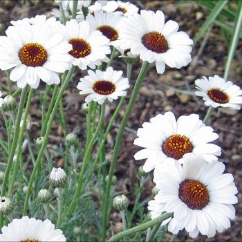 Rhodanthemum hosmariense 'Casablanca' PP24004