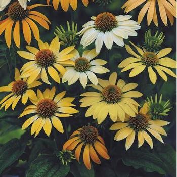 Echinacea purpurea 'Mellow Yellow' 