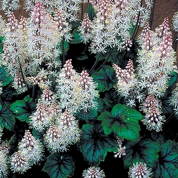 Tiarella 'Dark Eyes'