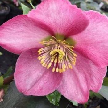 Helleborus 'Monobyrn1' PP29349