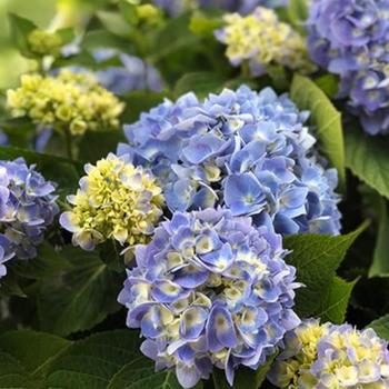 Hydrangea macrophylla 'Grenikre' 