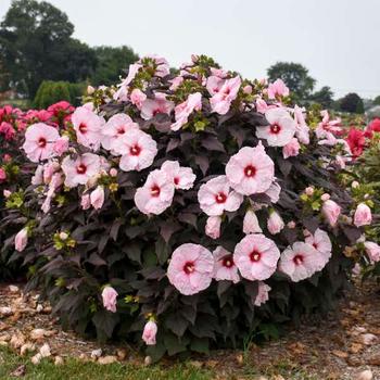 Hibiscus 'Dark Mystery' PPAF