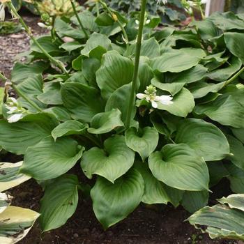 Hosta 'Royal Crest' 