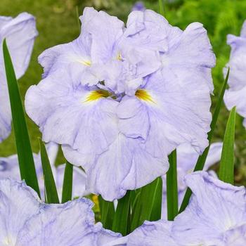 Iris ensata 'Ice Cream' 