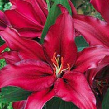 Lilium 'Firebolt&reg;' 