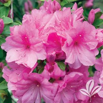 Rhododendron 'White Ruffles' 