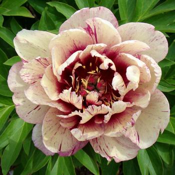Paeonia 'All That Jazz' 