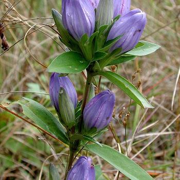 Gentiana saponaria