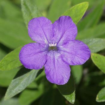 Ruellia caroliniensis