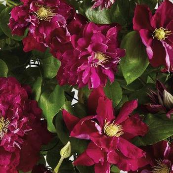 Clematis 'Evipo022' PPAF