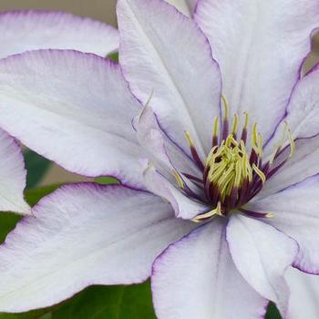 Clematis 'Samaritan Jo™' 