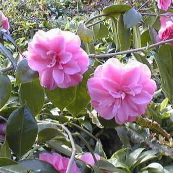 Camellia japonica 'Rena Swick' 