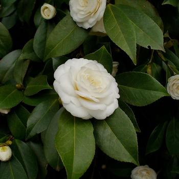 Camellia japonica 'White Perfection' 