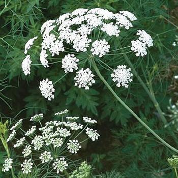 Ammi majus