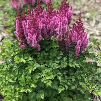 Astilbe chinensis 'Purple Rain' 