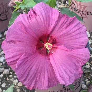 Hibiscus moscheutos '4385' 