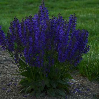 Salvia pratensis 'Evening Attire' PPAF