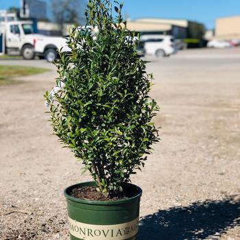 Nephrolepis obliterata 'Emerald Queen' 