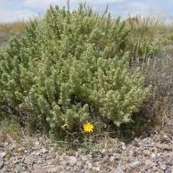 Atriplex canescens