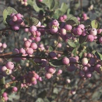 Symphoricarpos x doorenbosii 'Magic Berry' 