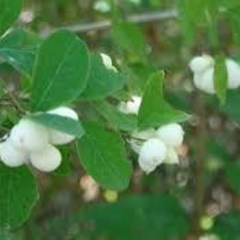 Symphoricarpos occidentalis