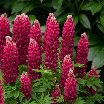 Lupinus polyphyllus 'Gallery Red' 