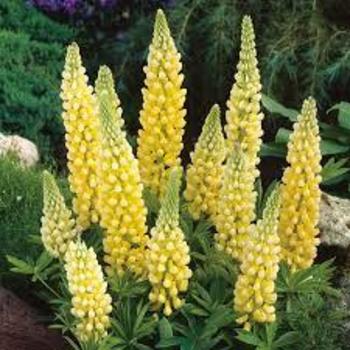 Lupinus polyphyllus 'Gallery Yellow' 