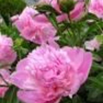 Paeonia 'Pink' 