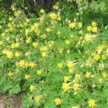 Aquilegia chrysantha 'Gold Star' 