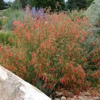 Penstemon rostriflorus