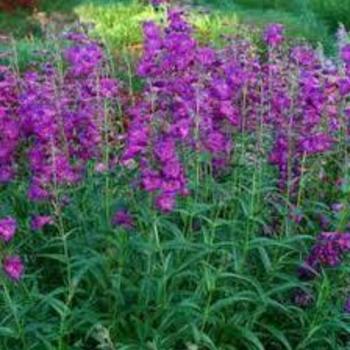 Penstemon x mexicali 'Windwalker' 