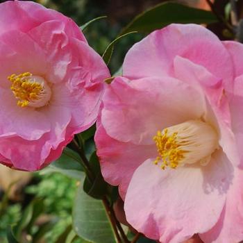 Camellia japonica 'April Remembered' 